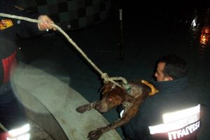 S&uuml;s havuzuna d&uuml;şen k&ouml;peği itfaiye kurtardı