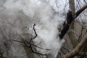 Şimşeğin isabet ettiği &ccedil;eviz ağacı yandı