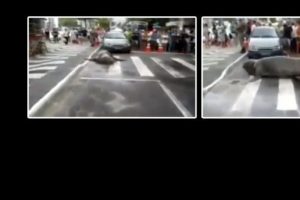 Deniz aslanı trafiği fel&ccedil; etti