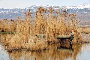 Yaban kuşlarına beş yıldız konforunda yuva