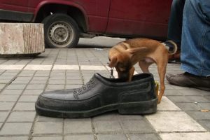 Lastik ayakkabı kadar k&ouml;pek