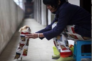 Minik k&ouml;peğin b&uuml;y&uuml;k azmi