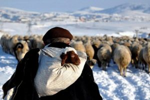 ''Diplomalı &ccedil;obanlığa'' akademik destek