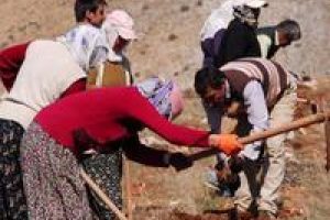 Şardağı ağa&ccedil;landırılıyor