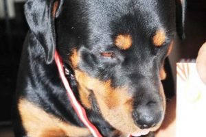 Sitede 'k&ouml;peğe &ccedil;iş' davasında uyarı cezası