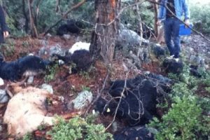 Yıldırım, 48 k&uuml;&ccedil;&uuml;kbaş hayvanı telef etti