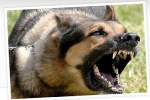 Tuzla Piyade Okulu'nda k&ouml;pek skandalı