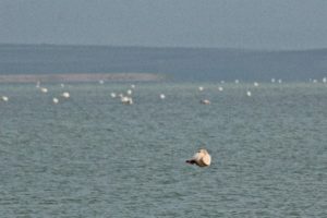 Seyfe g&ouml;l&uuml;ne binlerce flamingo akın etti