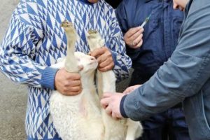 400 kuzunun &ouml;l&uuml;m nedeni a&ccedil;ıklandı