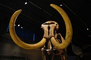 70 bin yaşında mamut dişi bulundu