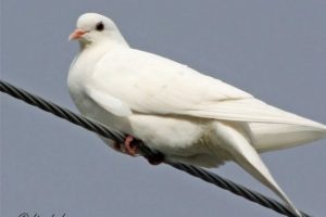 &Ouml;l&uuml;m&uuml;ne yarışa b&uuml;y&uuml;k tepki