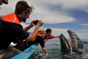 Turistlerden 30 tonluk balinaya &ouml;p&uuml;c&uuml;k