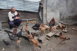 Hint horozu yetiştirip satıyor
