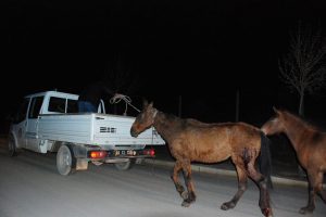 Atı magandalar vurdu, belediye s&uuml;r&uuml;kledi