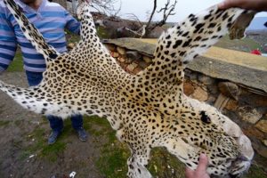 T&uuml;rkiye'de nesli t&uuml;kendi sanılan Leopar yeniden ortaya &ccedil;ıktı