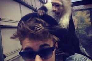 Justin'in maymunu g&uuml;mr&uuml;ğe takıldı