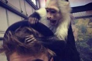 Justin Bieber'ın maymunu g&uuml;mr&uuml;kte kaldı