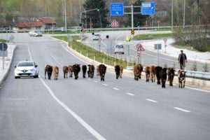 Tarla değil &ccedil;evre yolu