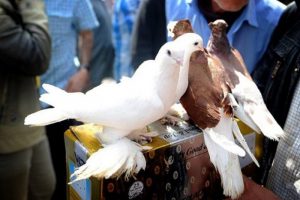 Bu pazar başka pazar