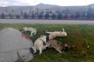 &Uuml;niversitenin k&ouml;peklerini &ouml;ld&uuml;rd&uuml;ler