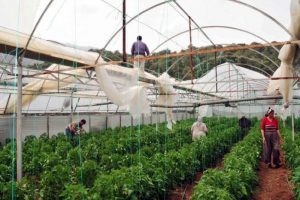 Hortum seraları u&ccedil;urdu