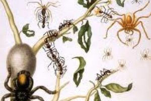 Maria Sibylla Merian kimdir?