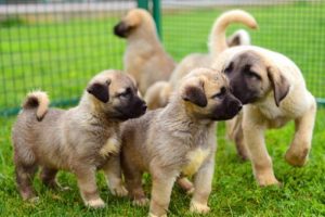 'Saf Kangal' sırası