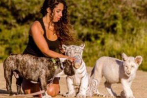 Aslan İle K&ouml;peği bir arada besliyor