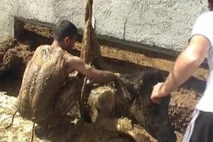 İnek, g&uuml;bre &ccedil;ukuruna d&uuml;şt&uuml;