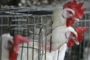 Kuş gribi yine hortladı mı?