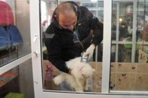 Kadık&ouml;y'de pet-shoplarda yasak başladı