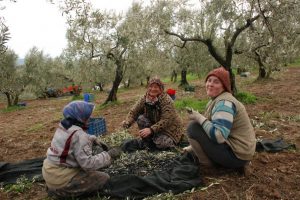 Zeytin belgeseli izleyicisiyle buluşuyor