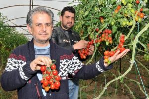 T&uuml;rkiye'de yetişiyor, d&uuml;nyaya ihra&ccedil; ediliyor