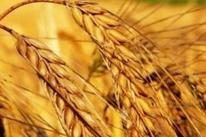 Biri bizim tarlayı g&ouml;zetliyor
