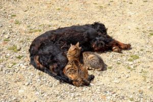 K&ouml;pek, yavru kedileri emziriyor
