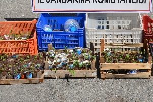 Saksıda uyuşturucu yetiştirdiler