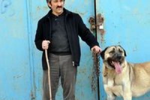 A&ccedil; kurtları kangallar durdurdu