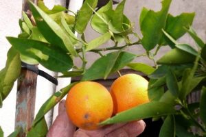 Saksıda portakal yetiştirdi