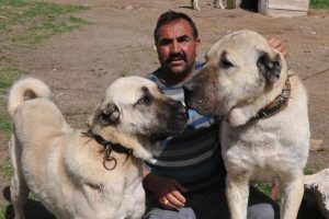 Kangalın baharda doğanı makul