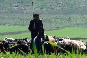 &Ccedil;obanlar 3 bin lira maaşı az buluyor