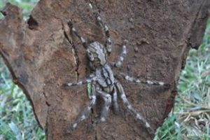 Dev tarantula bulundu!
