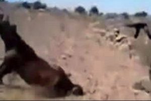 Bu sefer hayvanlar Esad'ın kurbanı oldu