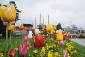 Edirne'de lale devri