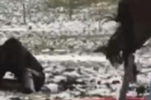 Atın &ccedil;iftesi &ouml;ld&uuml;r&uuml;yordu!