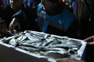 Balığa sıkı denetim