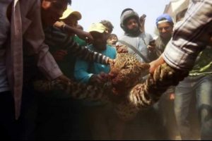 15 kişiyi &ouml;ld&uuml;ren leoparı lin&ccedil; ettiler