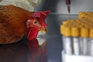 Kuş gribinin nedeni bulundu