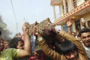 Leoparın "hazin" sonu
