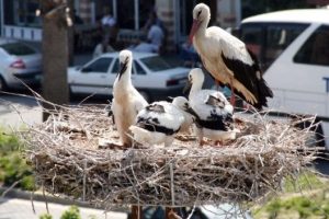 Leylekleri koruma seferberliği