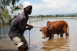 Kenya'da seller 36 can aldı